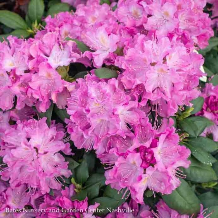 #2 Rhododendron x 'Roseum Elegans'  - No Warranty