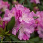 #5 Rhododendron x English Roseum  - No Warranty