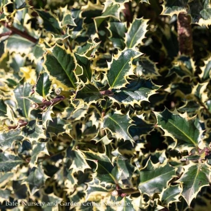 #5 Ilex aquifolium Argenteo Marginata/ Variegated English Holly (female)
