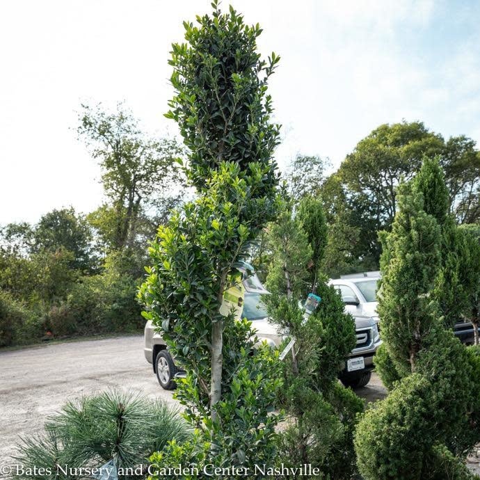 Topiary #5 SPIRAL Ilex x Emerald Colonnade/ Holly (male)