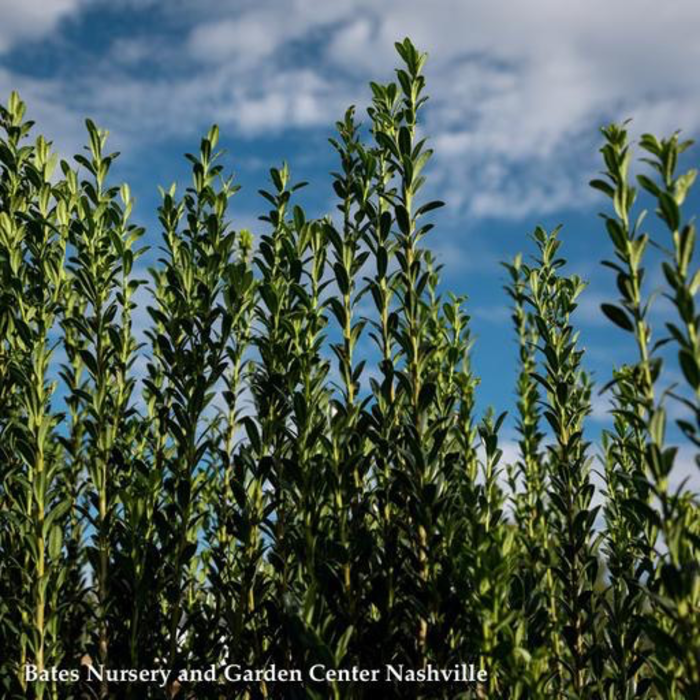 #7 Ilex cren Sky Pencil/ Columnar Japanese Holly (female)