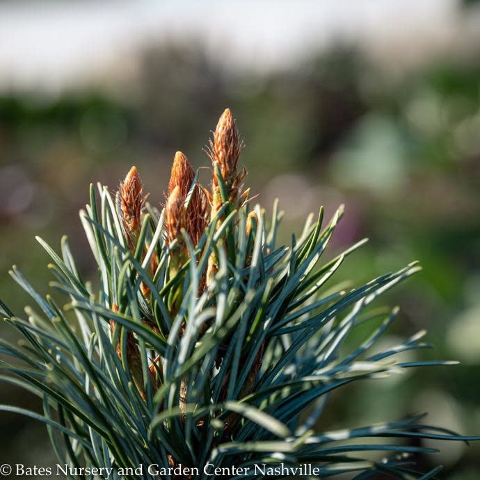 #5 Pinus parviflora Blue Angel/Japanese White Pine - No Warranty