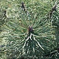 #10 Pinus nigra Oregon Green/Austrian Pine