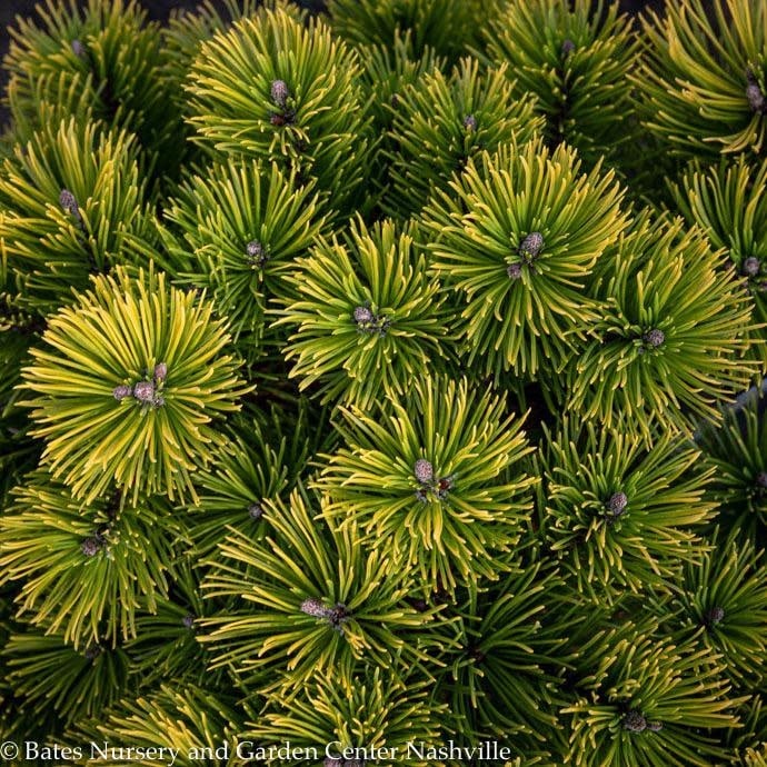 #2 Pinus mugo Carsten's Wintergold/ Dwarf Pine