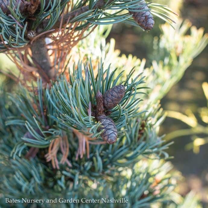 C70 Pinus Pine 3 Pinus Parviflora Miyajima Japanese White Pine Bates Nursery Garden Center