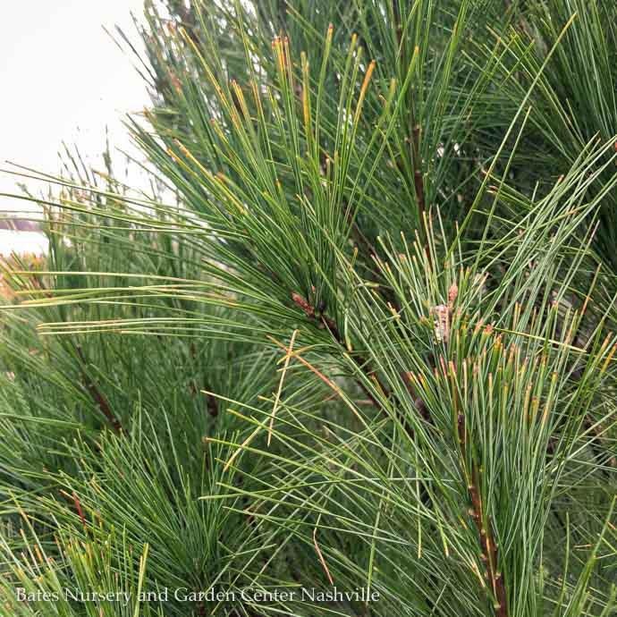 Christmas 5-6' ft  Pinus strobus/Eastern White Pine - No Warranty