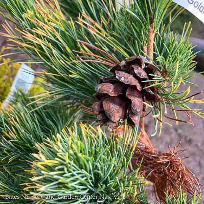 #1 Pinus parviflora Goldilocks/ Japanese White Pine - No Warranty