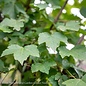 #15 Acer rub Brandywine/ Red Maple Native (TN)