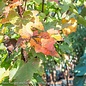 #15 Acer rub Brandywine/ Red Maple Native (TN)
