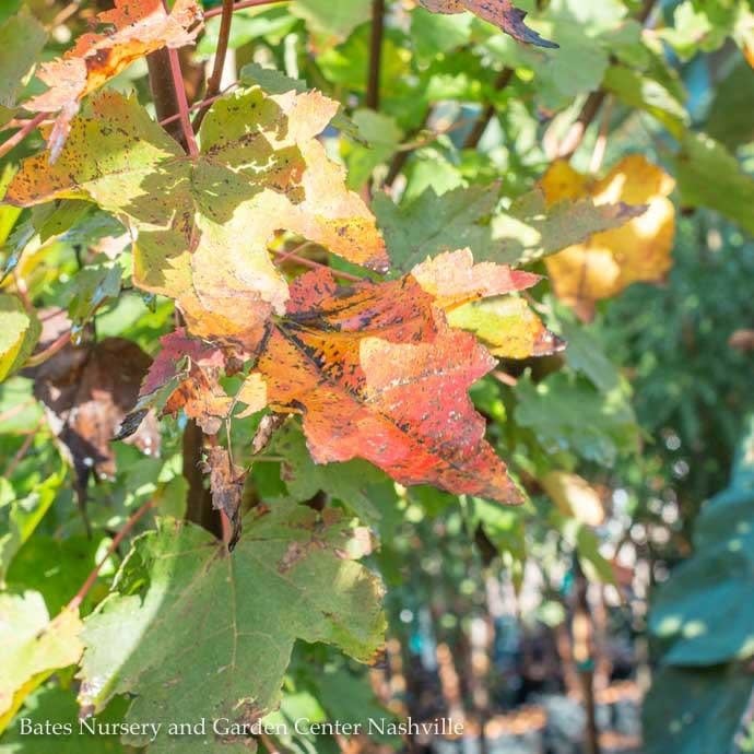 #15 Acer rubrum Brandywine/Red Maple