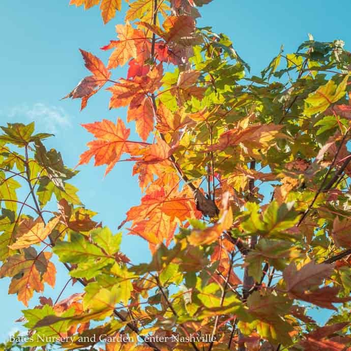#7 Acer rubrum x freemanii Autumn Blaze/Red Maple