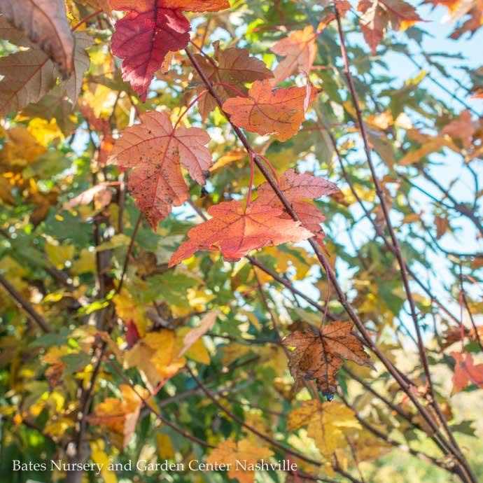 #15 Acer rub Redpointe/ Red Maple Native (TN)