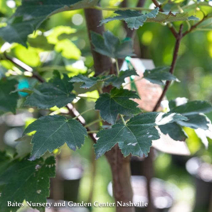 #5 Acer rub October Glory/ Red Maple Native (TN)