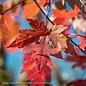 #5 Acer x free Autumn Blaze/Red Maple
