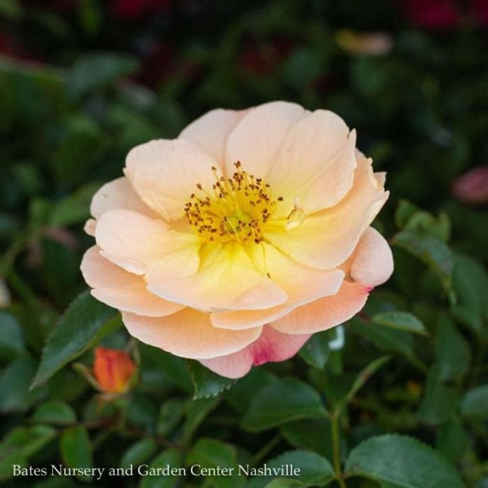 #2 Rosa Flower Carpet 'Amber'/ Groundcover Rose - No Warranty