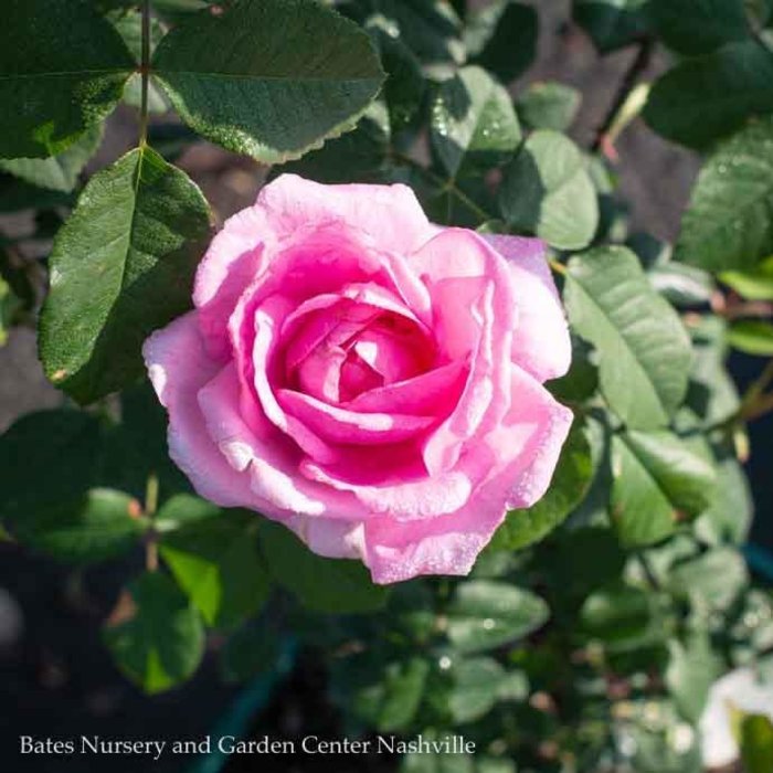 #3 Rosa Gertrude Jekyll/ Pink David Austin Shrub Rose - No Warranty