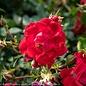 #2 Rosa 'Meigalpio'/Red Drift Shrub Rose - No Warranty
