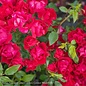 #3 Rosa 'Meigalpio'/Red Drift Dwarf Shrub Rose - No Warranty