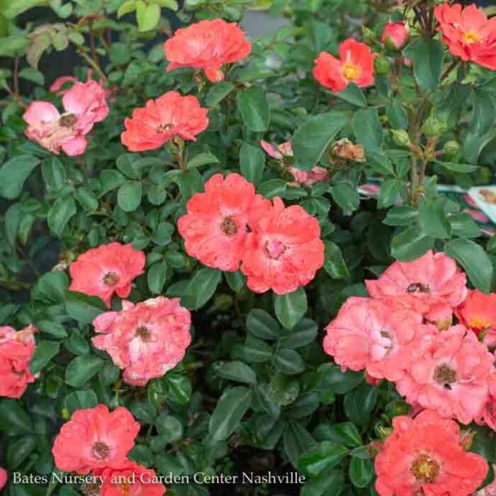 #2 Rosa Coral Drift/ Groundcover Rose - No Warranty