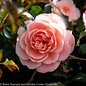 #2s Rosa 'Meimirrote'/Apricot Dwarf Drift Shrub Rose - No Warranty