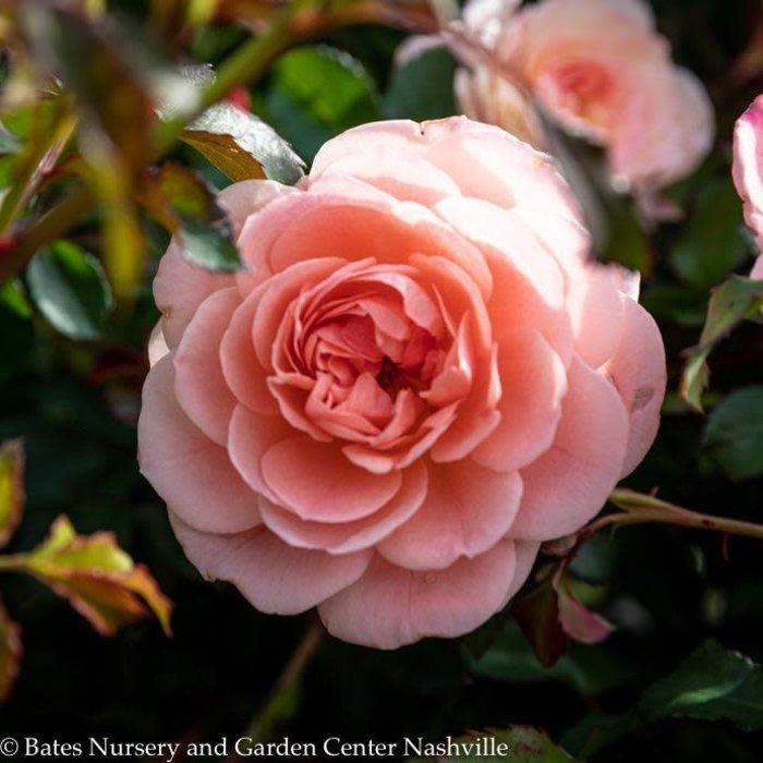 #5 Patio Tree Rosa 'Meimirrote'/Apricot Dwarf Drift Shrub Rose NO WARRANTY