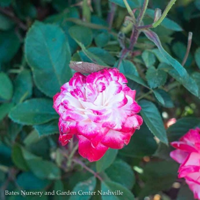 #5 Rosa Grace N' Grit Pink Bicolor/Shrub Rose - No Warranty