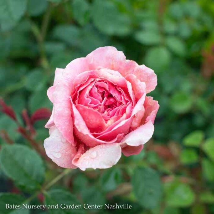 #3 Rosa Princess Alexandra of Kent/ Pink David Austin Shrub Rose - No Warranty