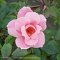 #3 Rosa BLUSHING Knock Out/ Light Pink Shrub Rose - No Warranty