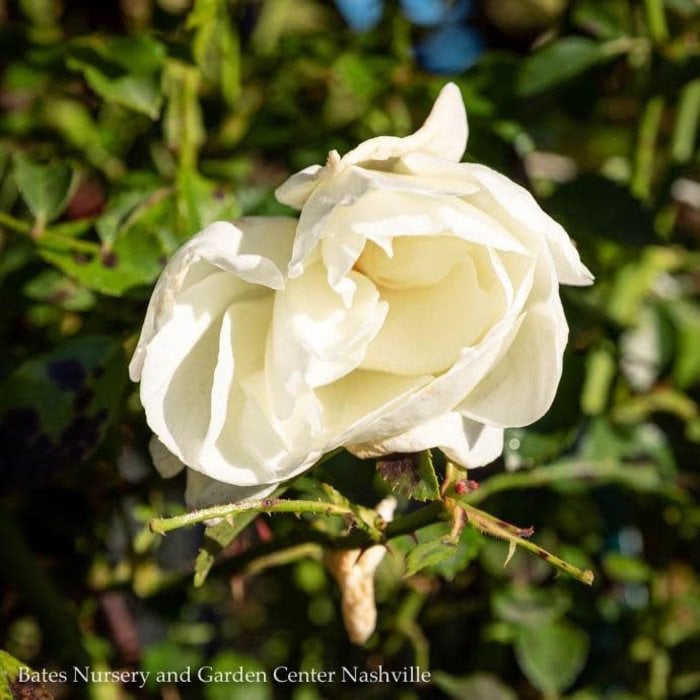 #2 Rosa Flower Carpet 'White'/ Groundcover Rose - No Warranty