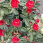 #2 Rosa Petite Knock Out/ Red Miniature Shrub Rose - No Warranty