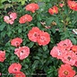 #3 Rosa 'Meidrifora'/Coral Drift Dwarf Shrub Rose - No Warranty
