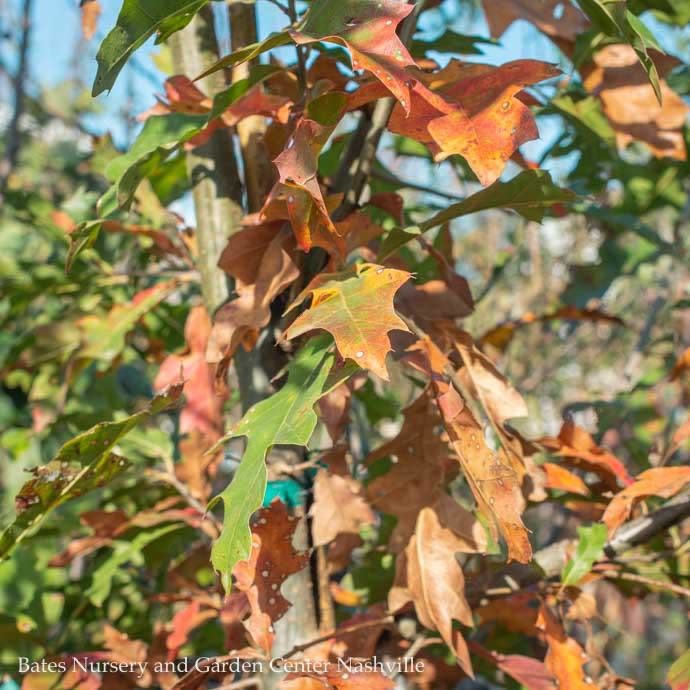 #30 Quercus nuttallii/ Nuttall Oak Native (TN)