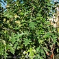#5 Quercus nuttallii/Nuttall Oak