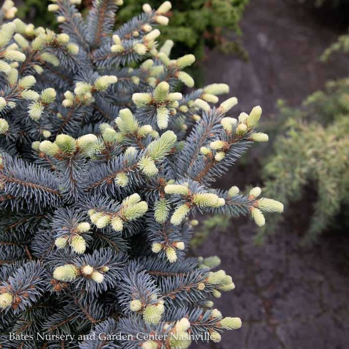 #3 Picea pun Globosa/ Dwarf Globe Blue Spruce