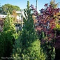 #1 Picea glauc Conica/ Dwarf Alberta Spruce - No Warranty