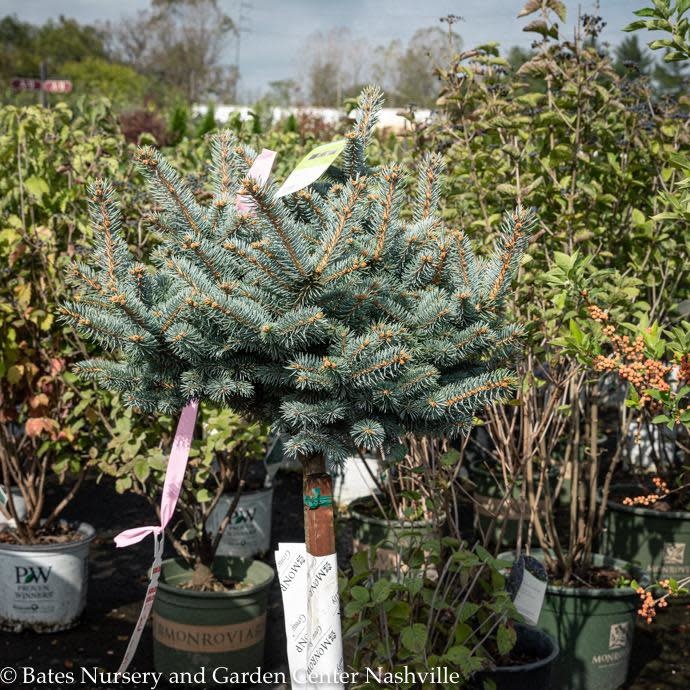 Topiary #5 PT Picea pun Globosa/ Dwarf Globe Blue Spruce Patio Tree