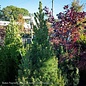 #10 Picea glauc Conica/ Dwarf Alberta Spruce - No Warranty