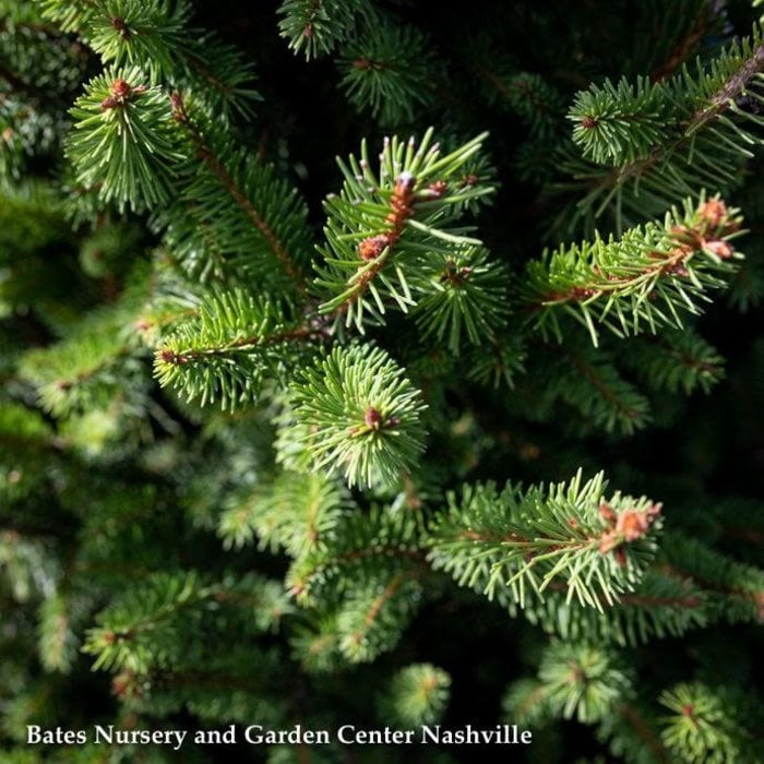 #6 Picea ab Sherwood Compact/Norway Spruce