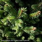 #6 Patio Tree Picea abies Sherwood Compact/Norway Spruce