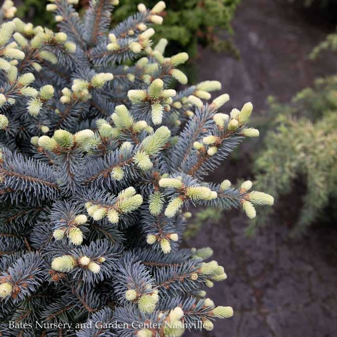 #6 Picea pungens Globosa/Dwarf Globe Blue Spruce