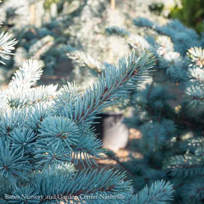 #6 Picea pun Avatar/ Colorado Blue Spruce