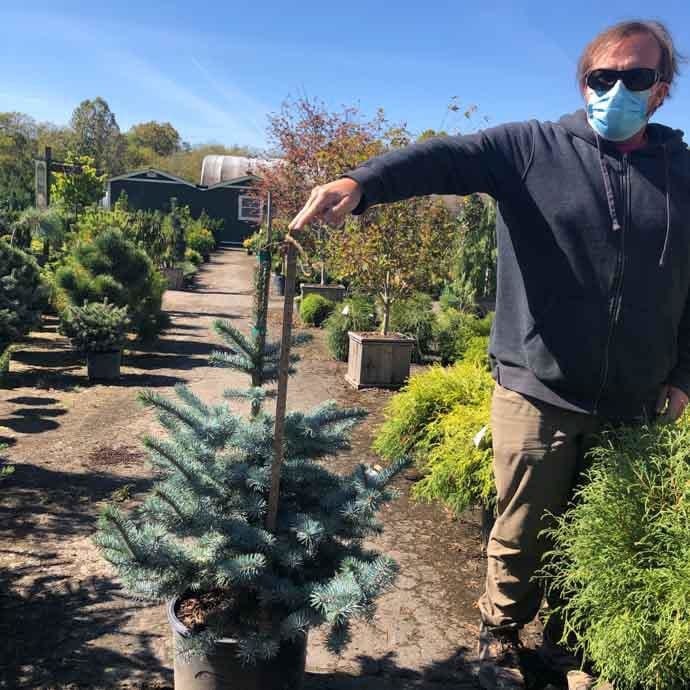 #6 Picea pun Avatar/ Colorado Blue Spruce