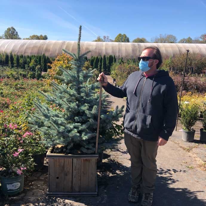 #20 Picea pun Avatar/ Colorado Blue Spruce