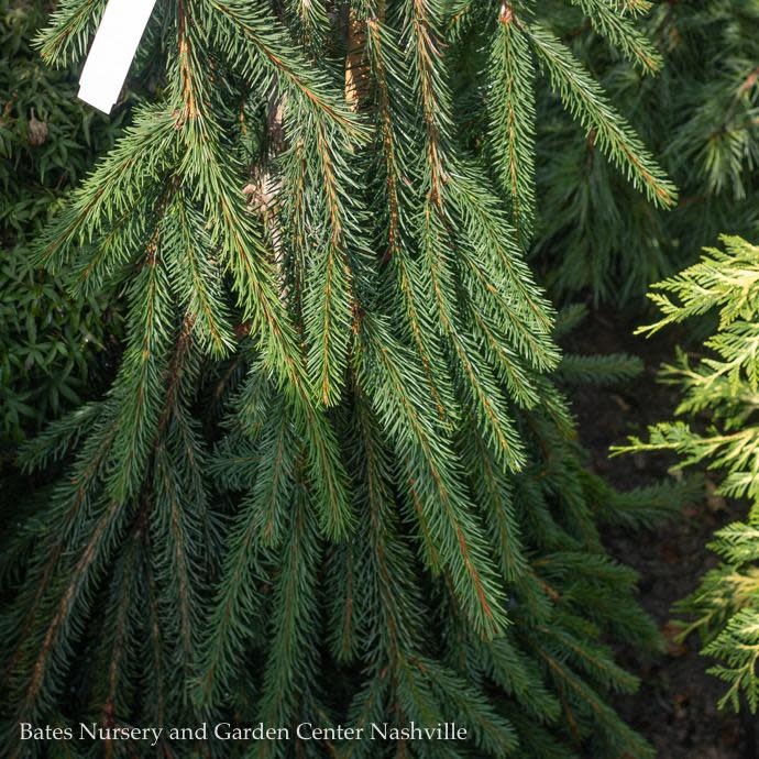 #10 Picea ab Cobra/ Norway Spruce