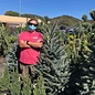 #10 Picea pun Avatar/ Colorado Blue Spruce