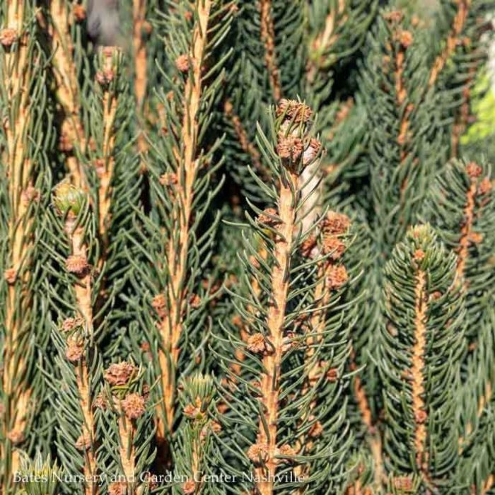 5-6' Picea abies Cupressina/ Columnar Norway Spruce - No Warranty
