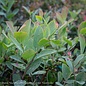 Edible #3 Vaccinium ashei Premier/Rabbiteye Blueberry Native (TN)