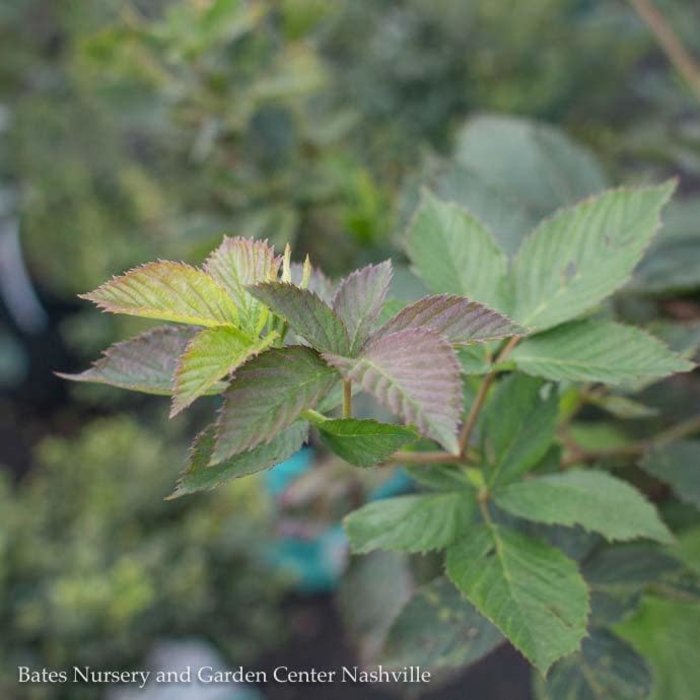 Edible #2 Rubus spp Arapaho/ Thornless Blackberry
