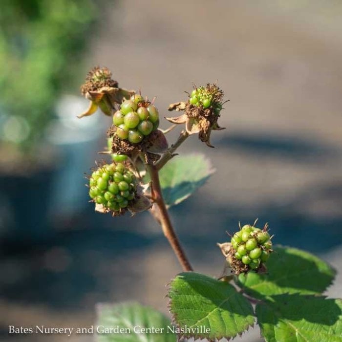 Edible #1 Rubus Triple Crown/Thornless Blackberry
