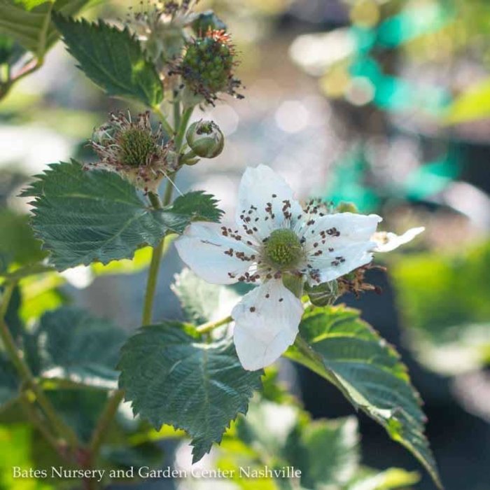 Edible #2 Rubus x Natchez/ Thornless Blackberry
